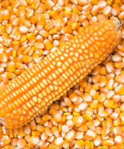 Maize