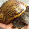Snails