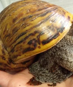 Snails