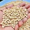 soya beans