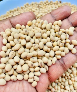soya beans